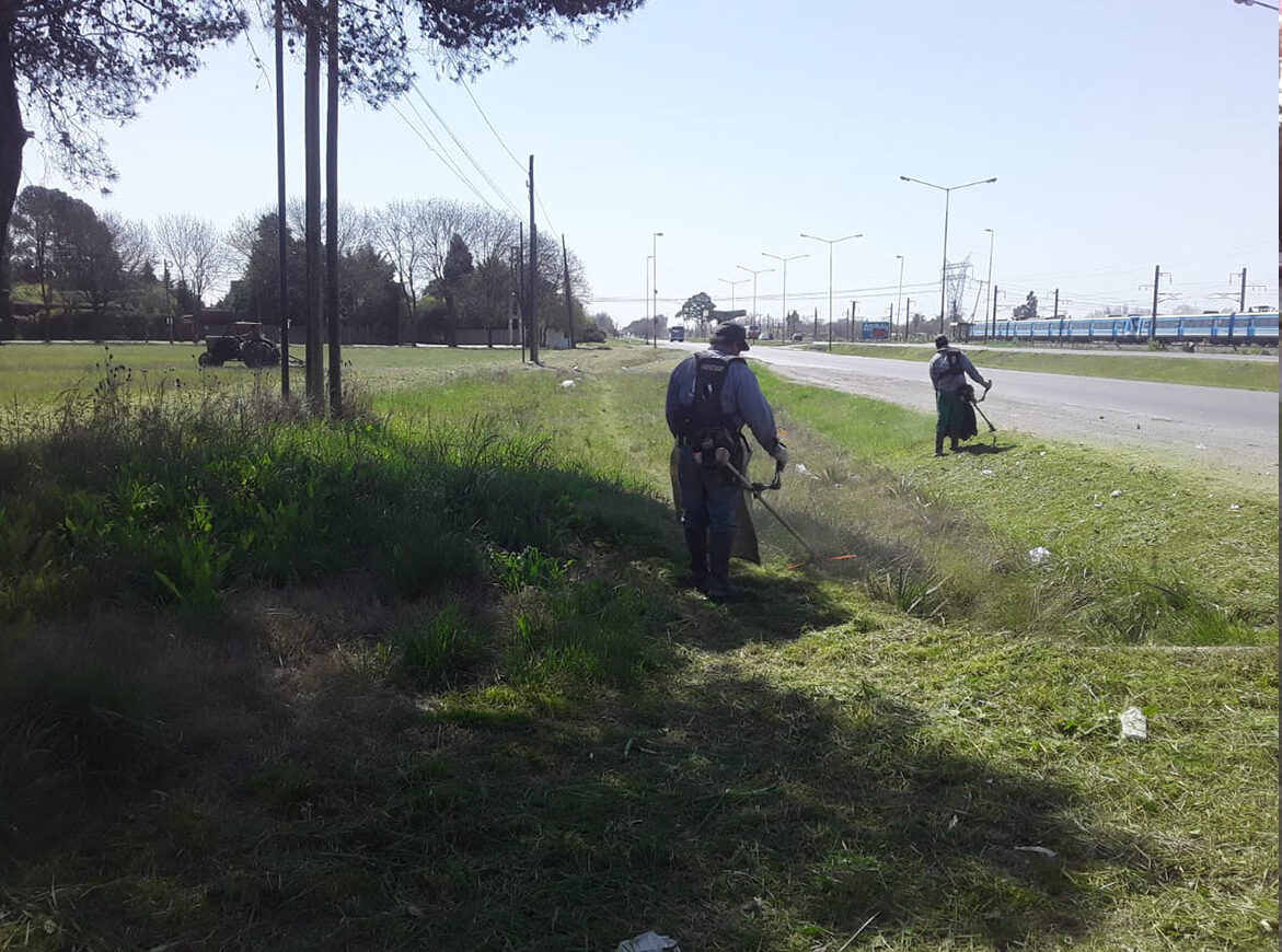 verdes3